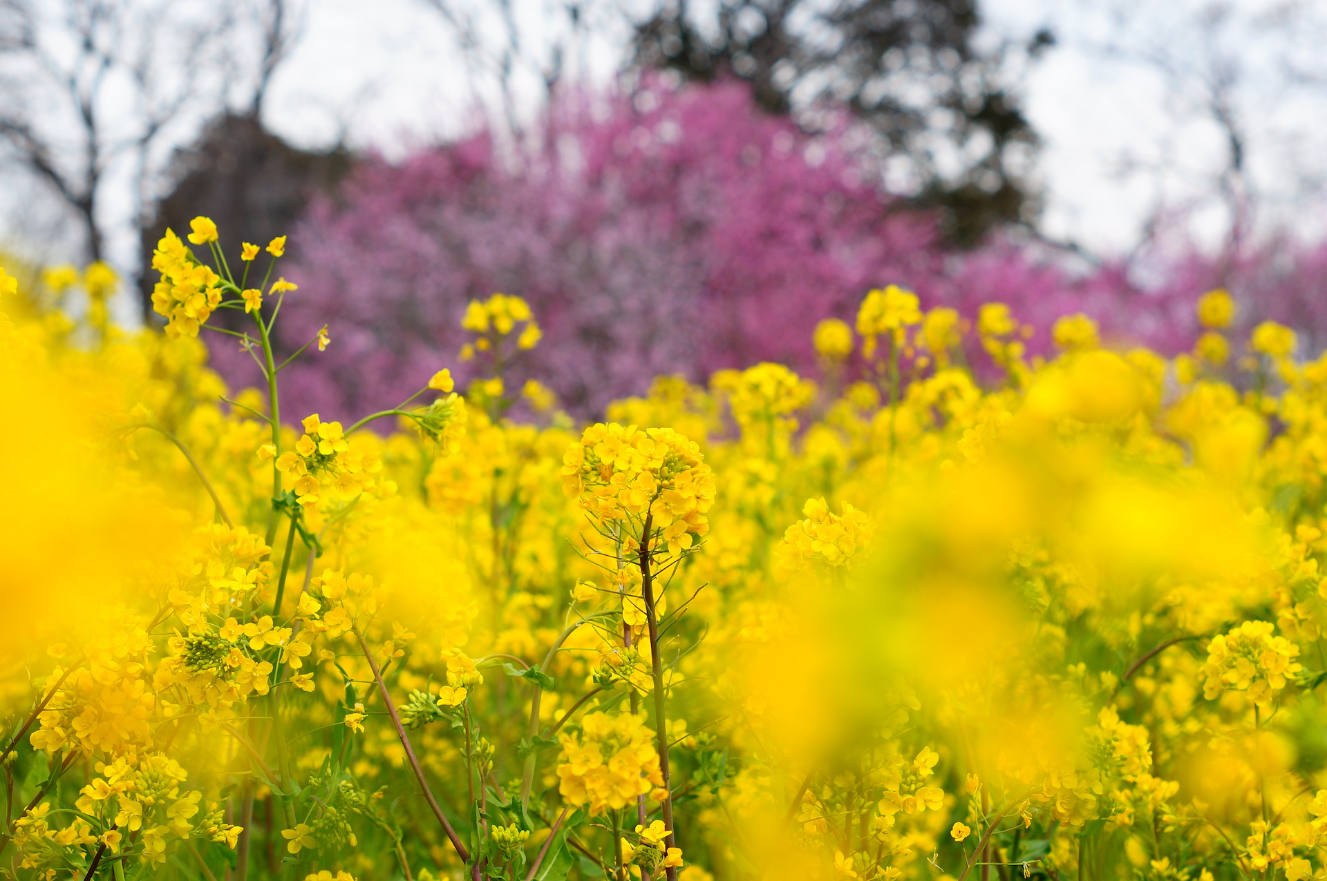 20240320_3_古河公方公園_花桃と菜の花