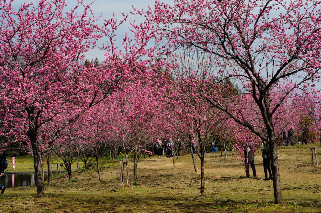 20240320_5_古河公方公園_花桃