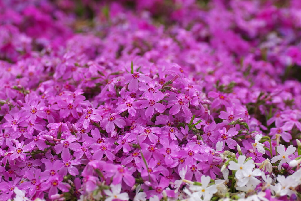 20240427_1_芝桜の丘(羊山公園)_芝桜