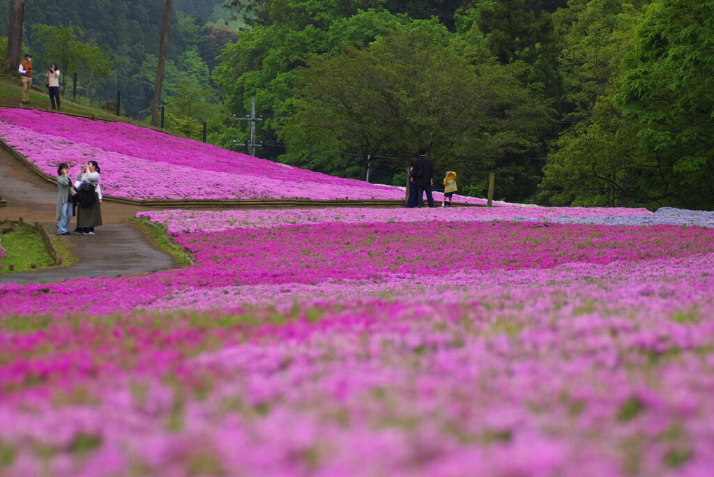 20240427_3_芝桜の丘(羊山公園)_芝桜