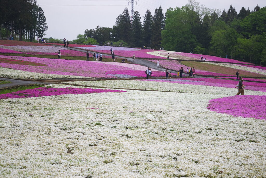 20240427_4_芝桜の丘(羊山公園)_芝桜