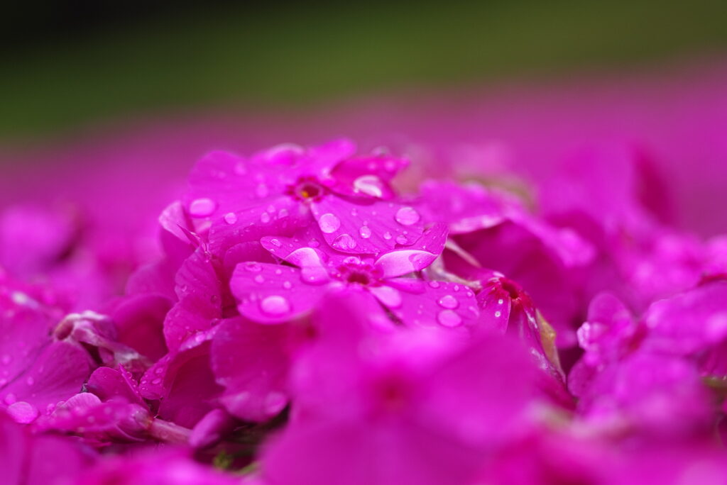 20240427_5_芝桜の丘(羊山公園)_芝桜