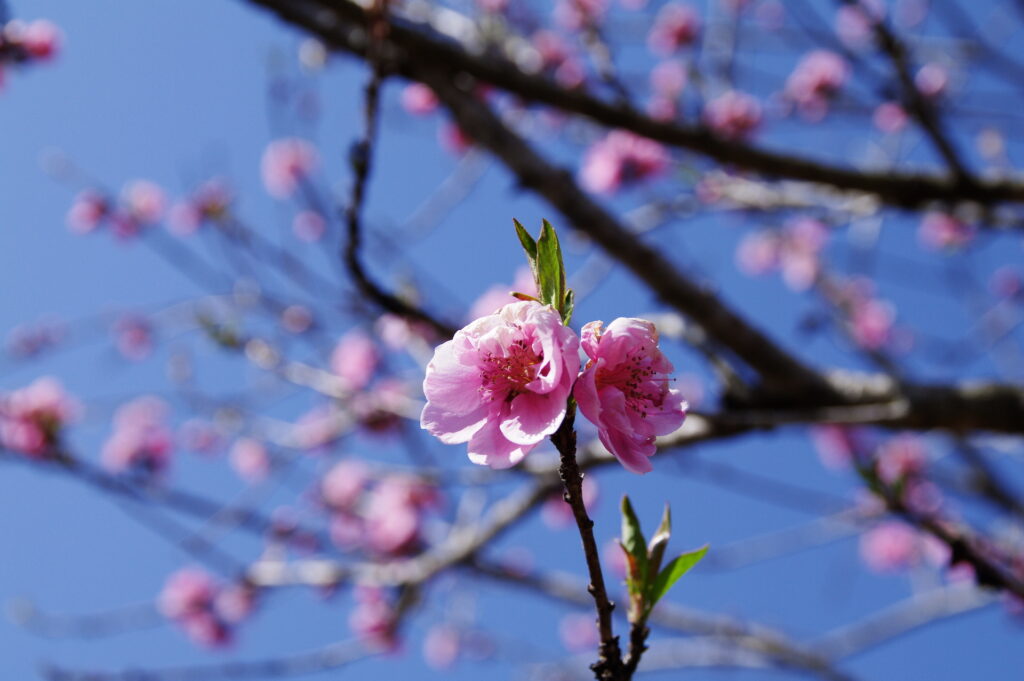 20240311_1_古河公方公園_花桃