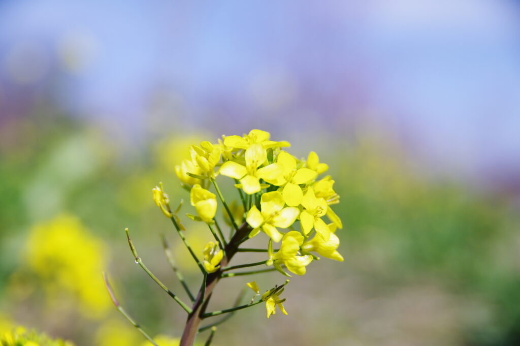 20240311_2_古河公方公園_菜の花