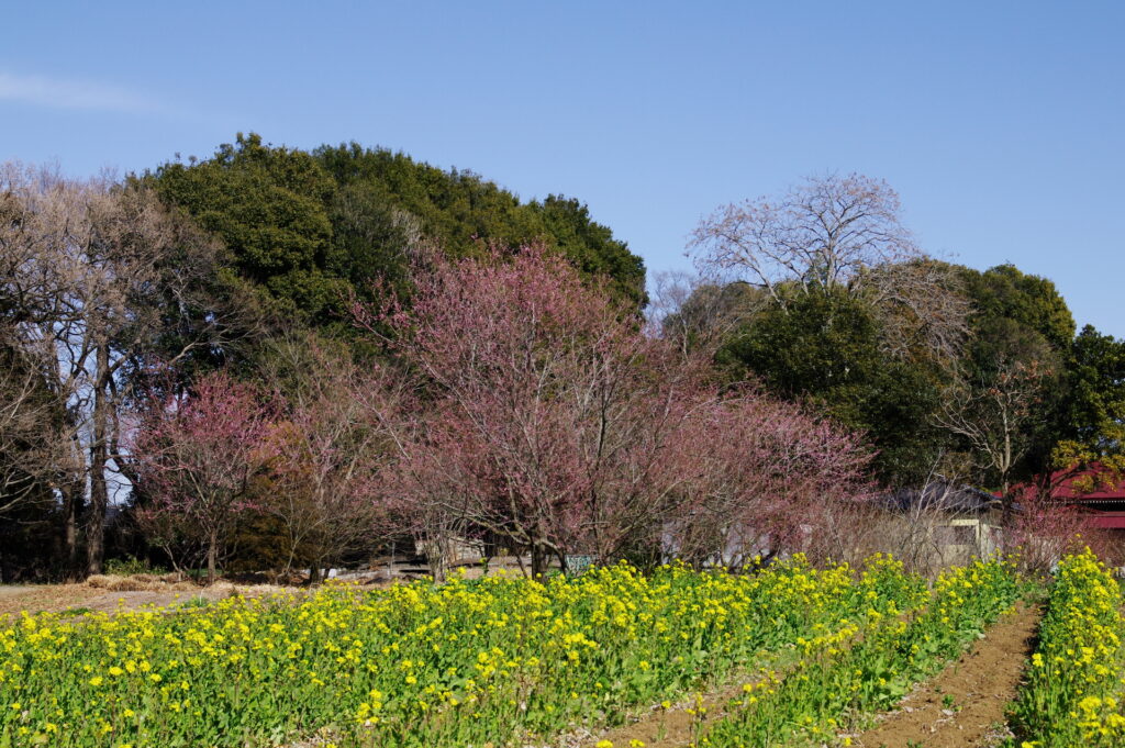 20240311_3_古河公方公園_花桃と菜の花