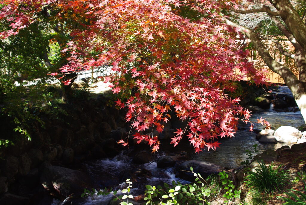 20241130_1_熱海梅園_紅葉