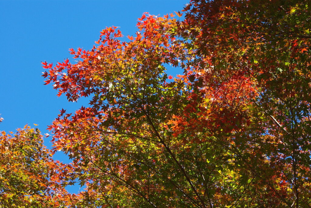 20241130_2_熱海梅園_紅葉