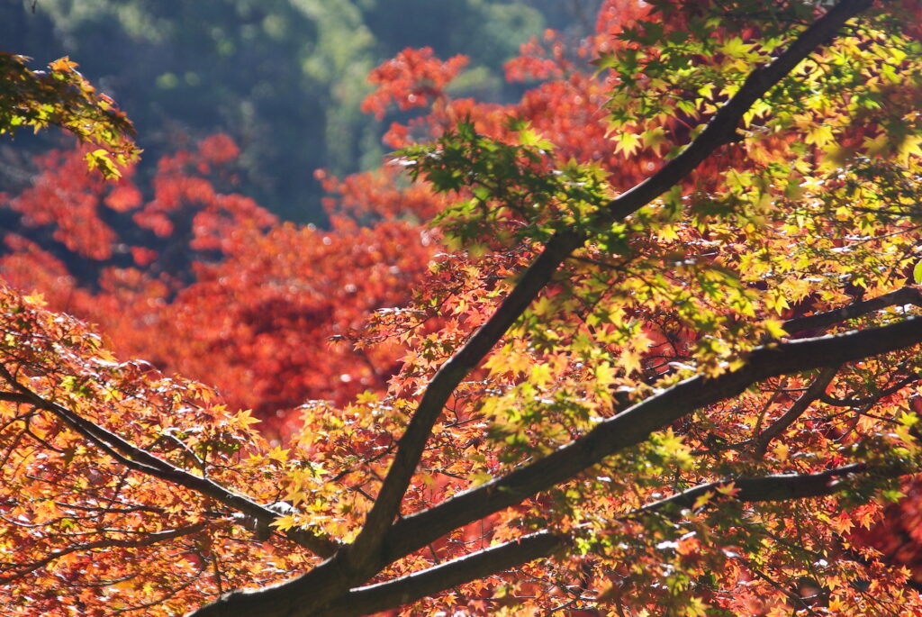 20241130_4_熱海梅園_紅葉