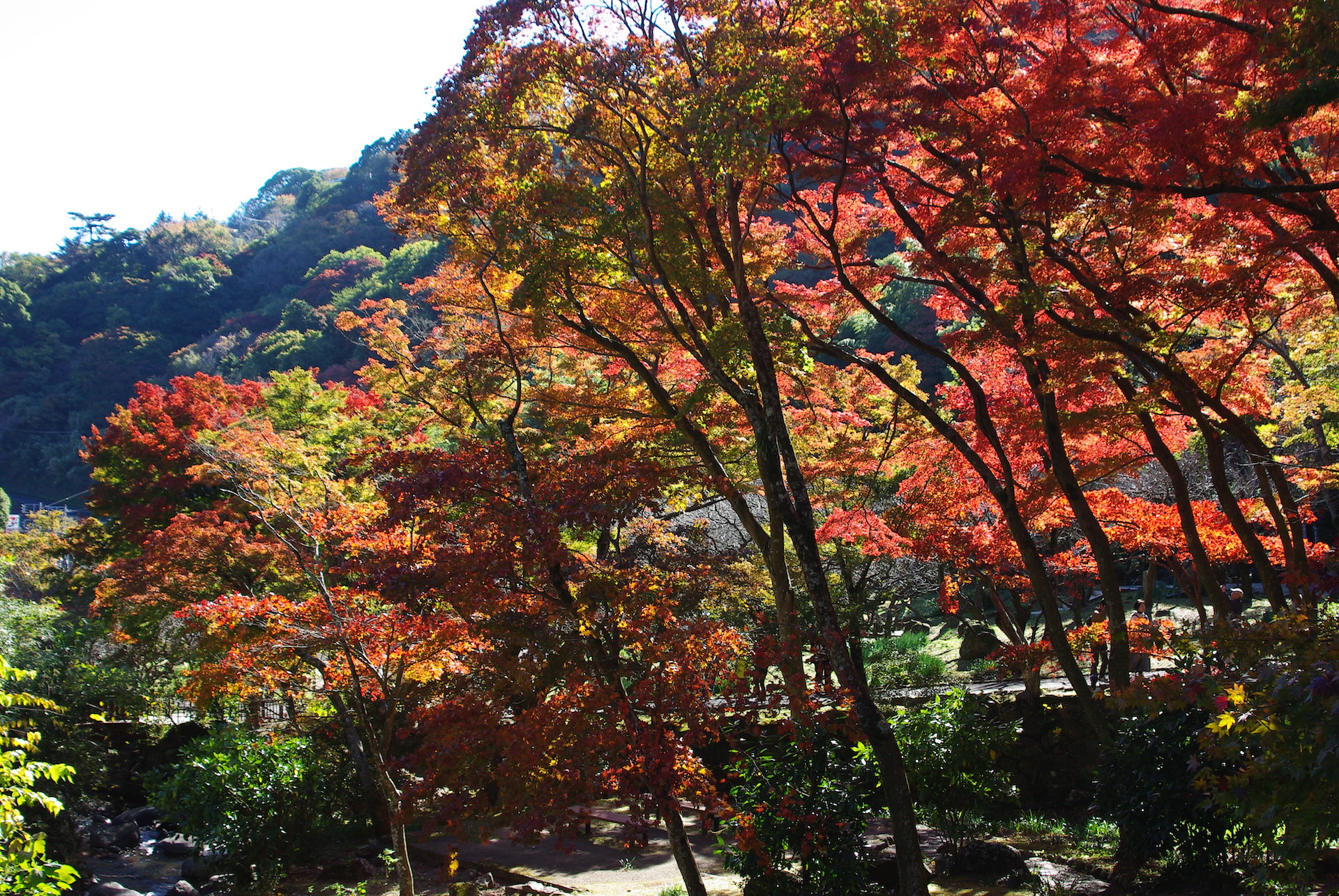 20241130_5_熱海梅園_紅葉