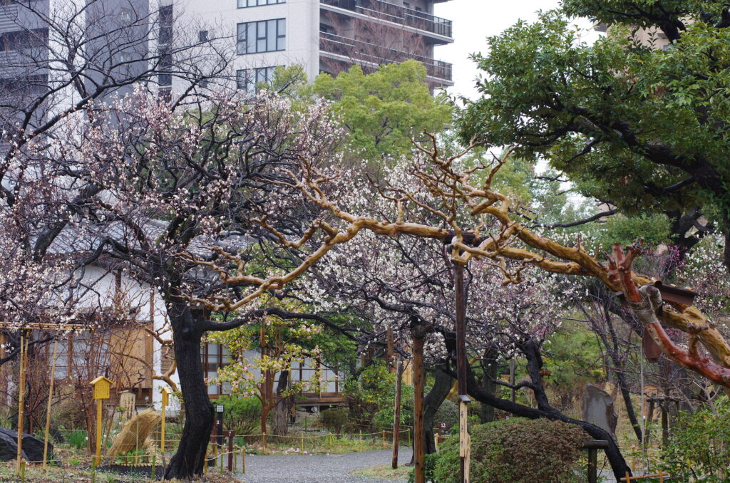 20240223_1_向島百花園_梅