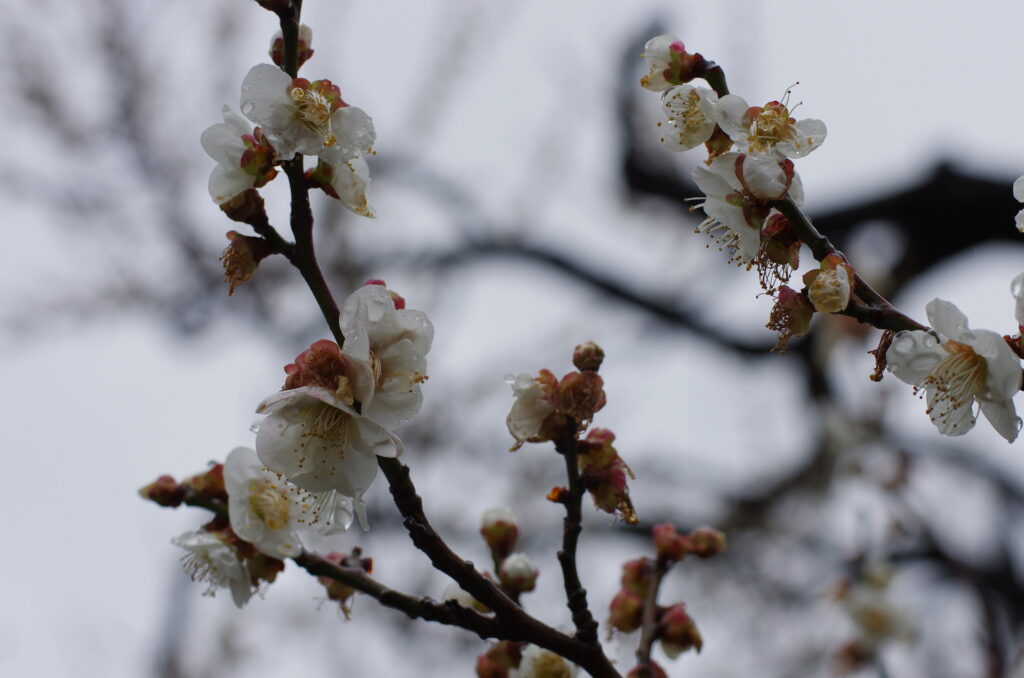 20240223_2_向島百花園_梅