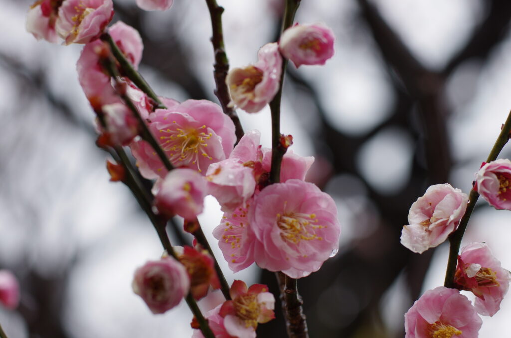 20240223_3_向島百花園_梅