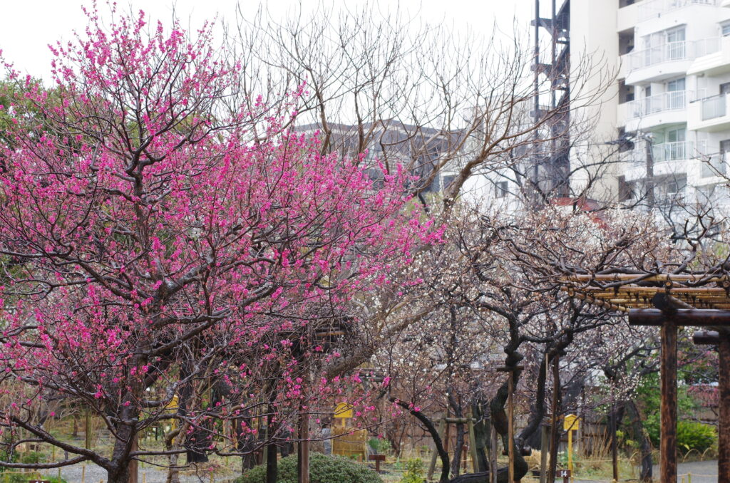 20240223_4_向島百花園_梅