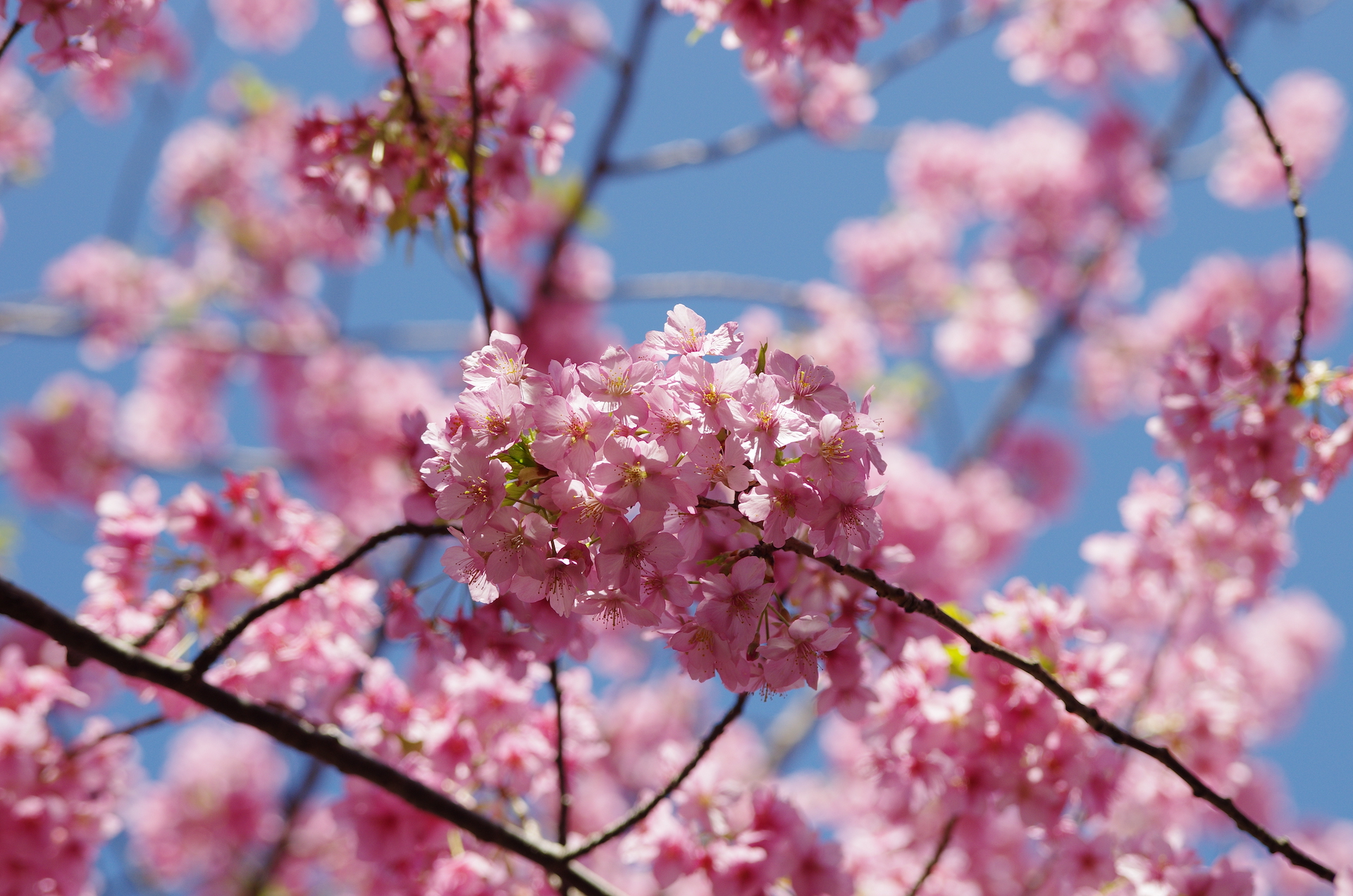 20240224_1_小松ヶ池公園_河津桜