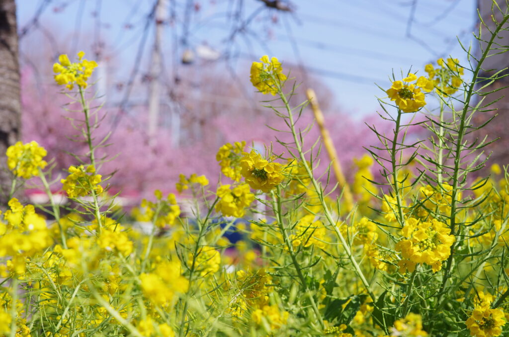 20240224_2_小松ヶ池公園_河津桜