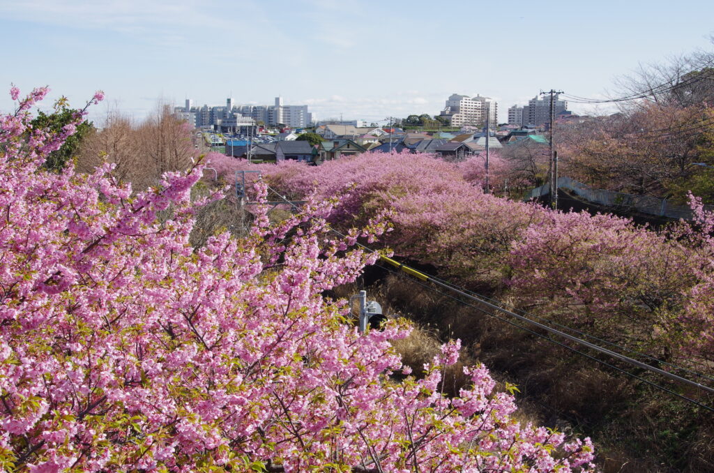 20240224_3_小松ヶ池公園_河津桜