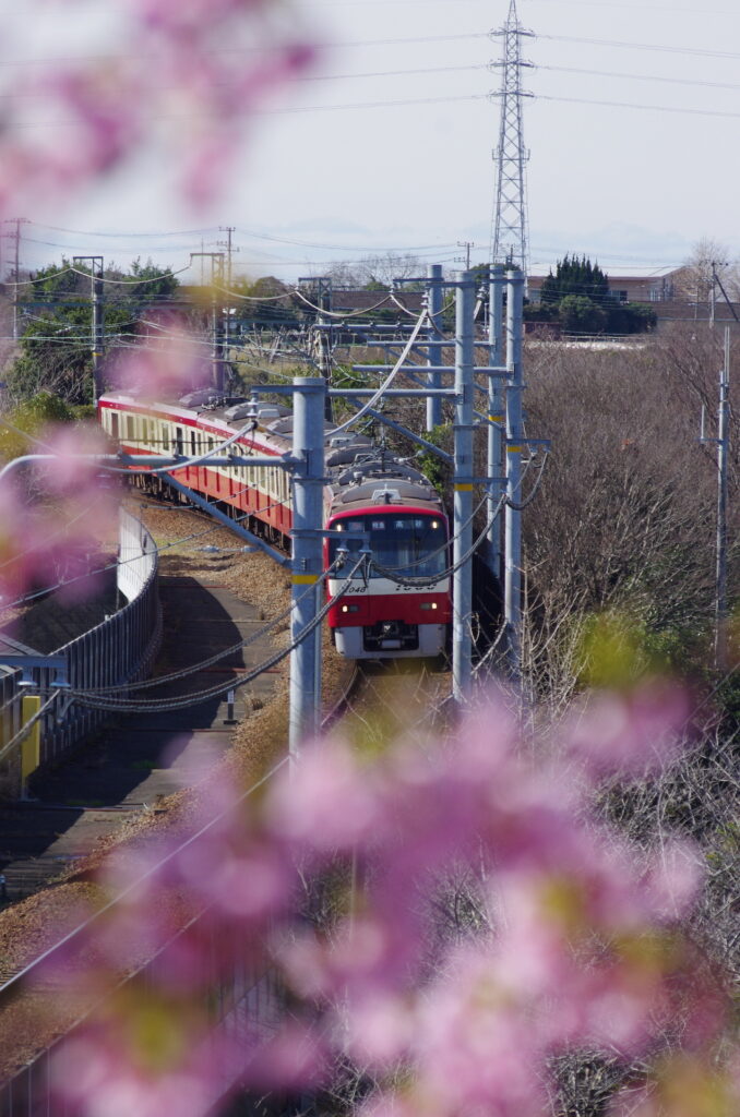 20240224_4_小松ヶ池公園_河津桜