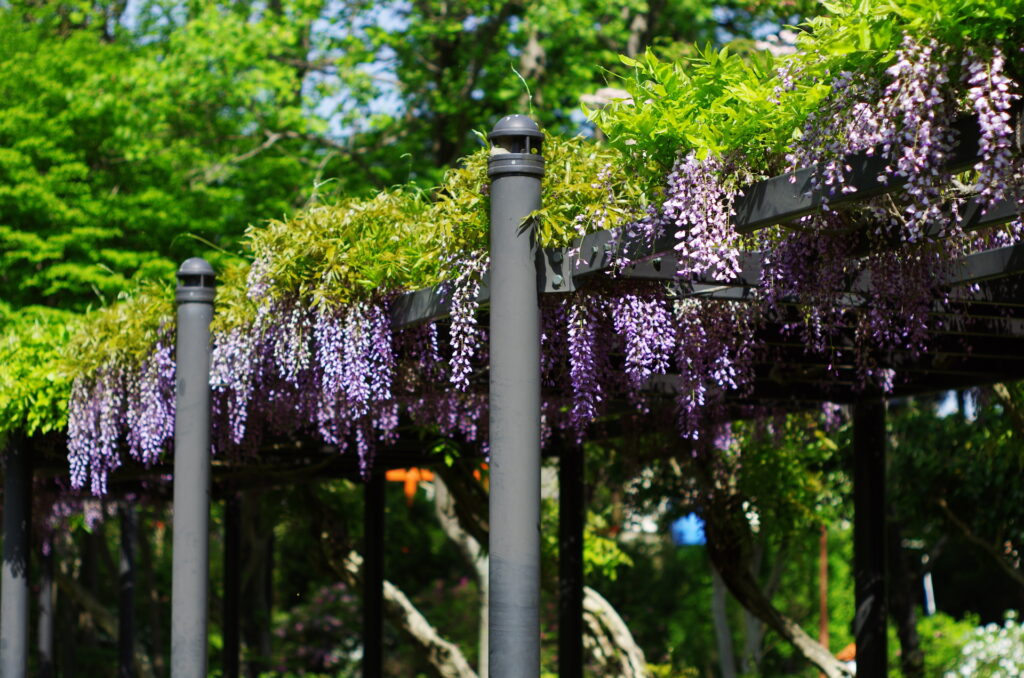 20240428_4_つつじが岡公園_藤