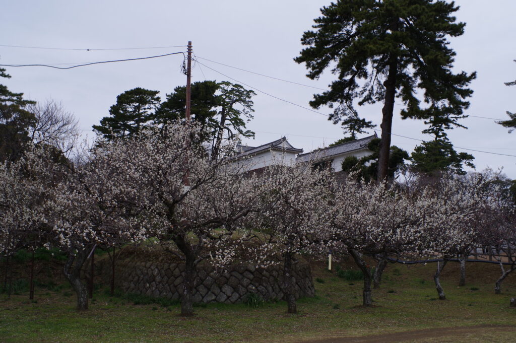 20240217_1_小田原城_梅