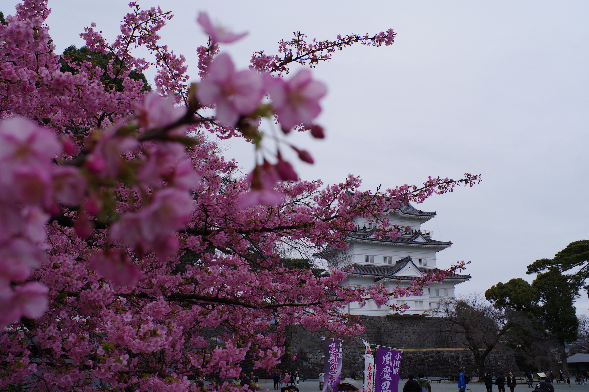 20240217_2_小田原城_河津桜