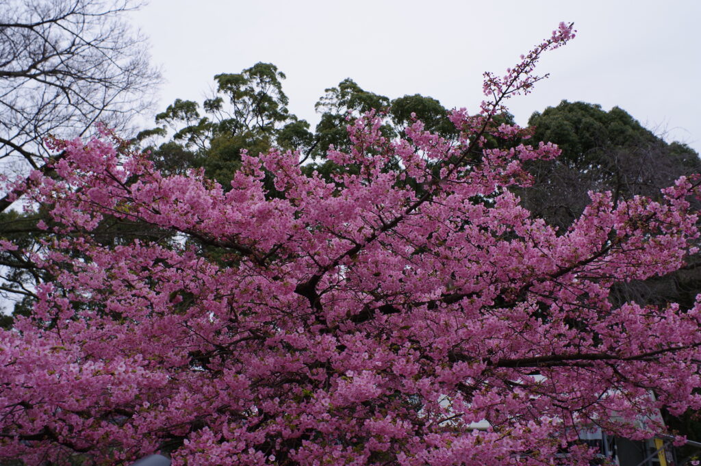 20240217_3_小田原城_河津桜