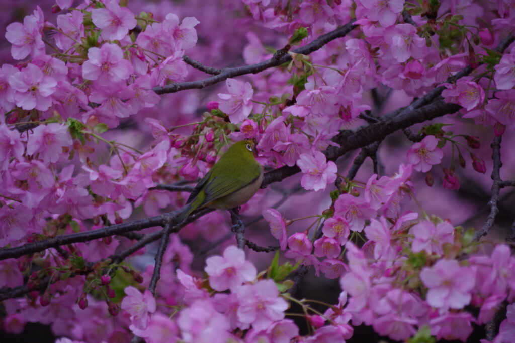 20240217_4_小田原城_河津桜