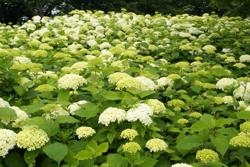 20250608_01_県営権現堂公園_紫陽花