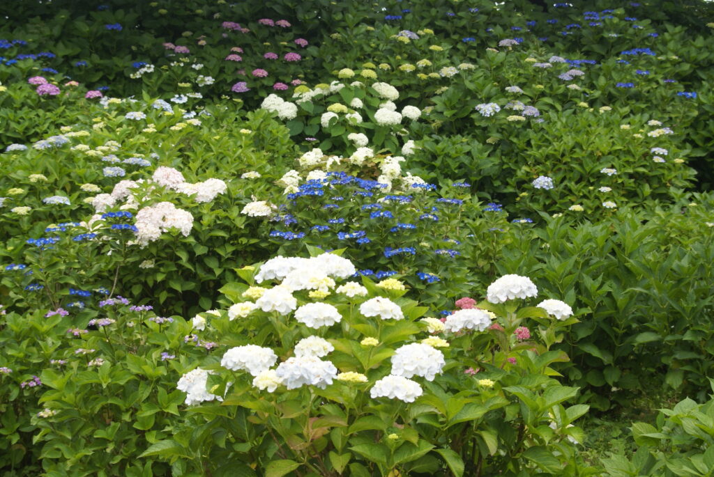 20250608_02_県営権現堂公園_紫陽花