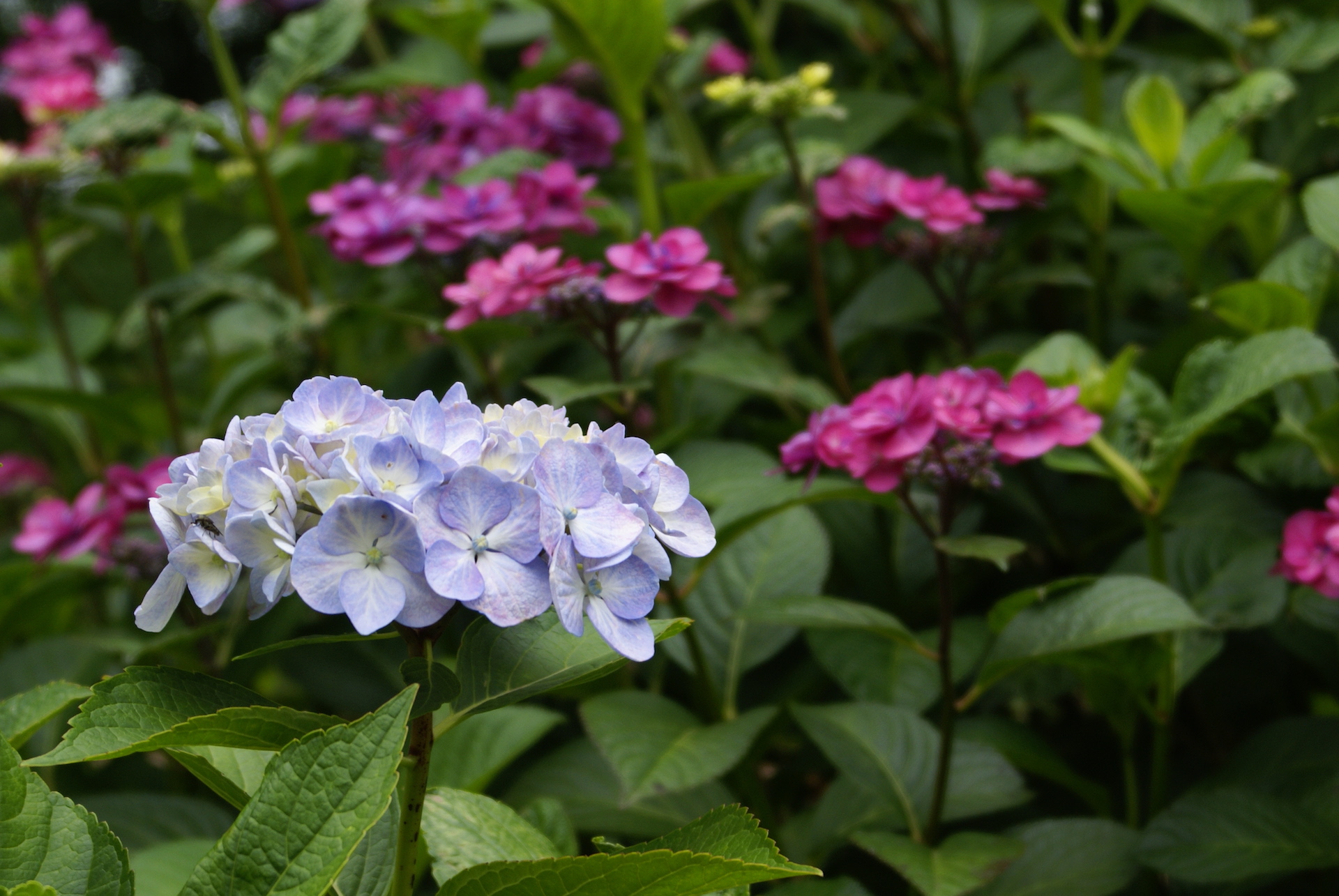 20250608_03_県営権現堂公園_紫陽花