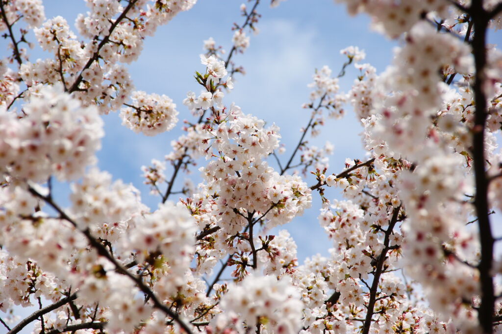 20250406_01_舎人公園_桜