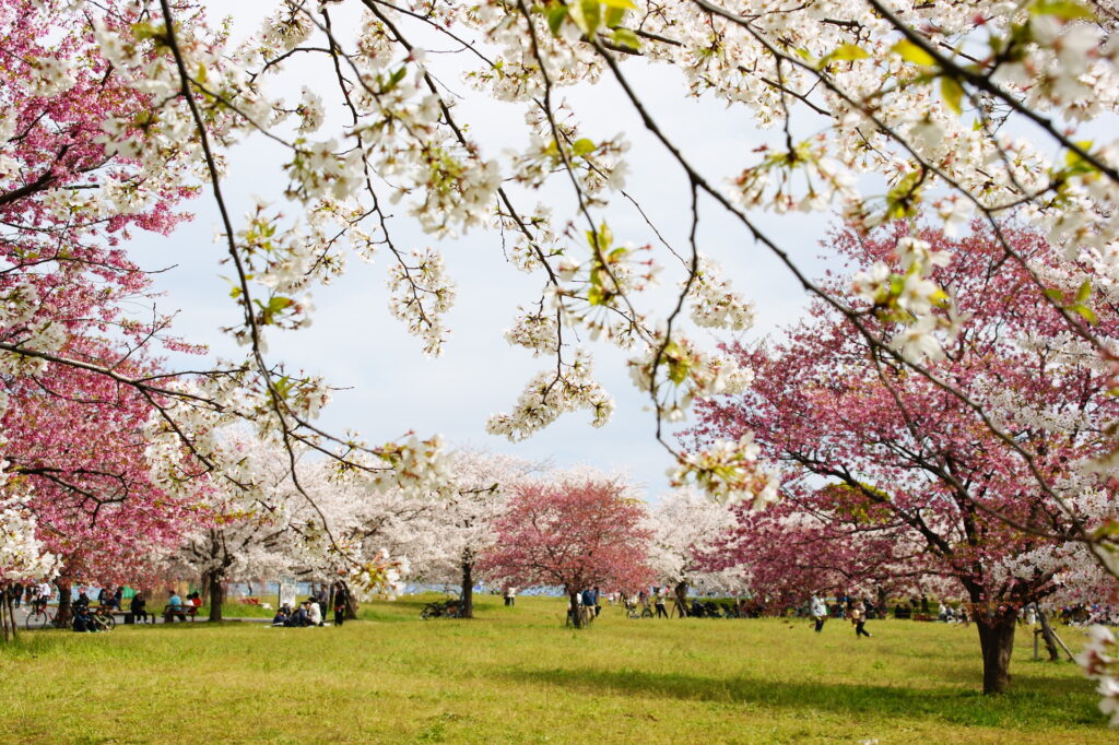 20250406_02_舎人公園_桜