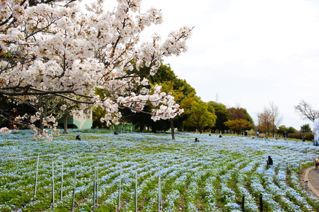 20250406_03_舎人公園_桜&ネモフィラ
