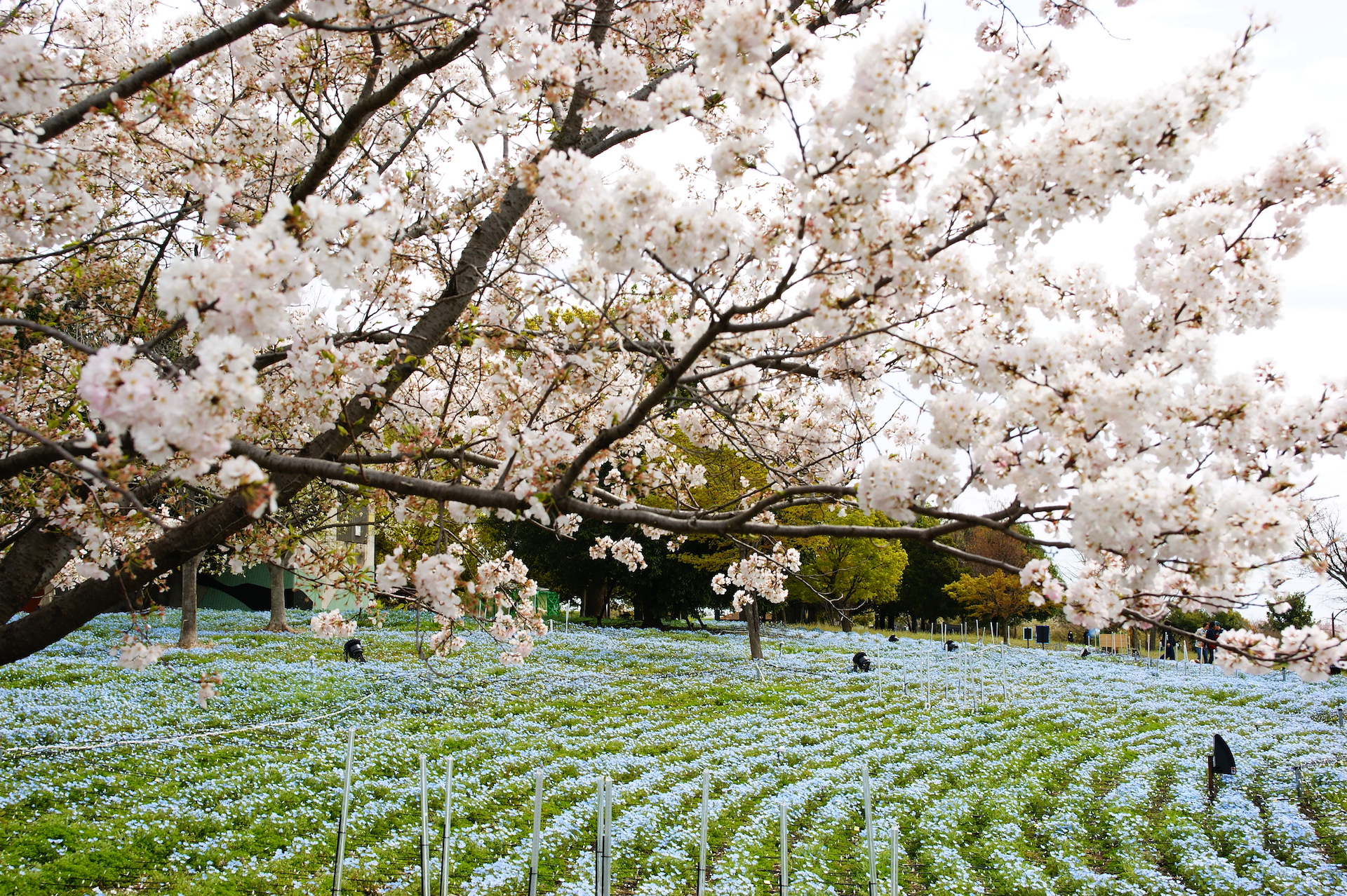 20250406_04_舎人公園_桜＆ネモフィラ