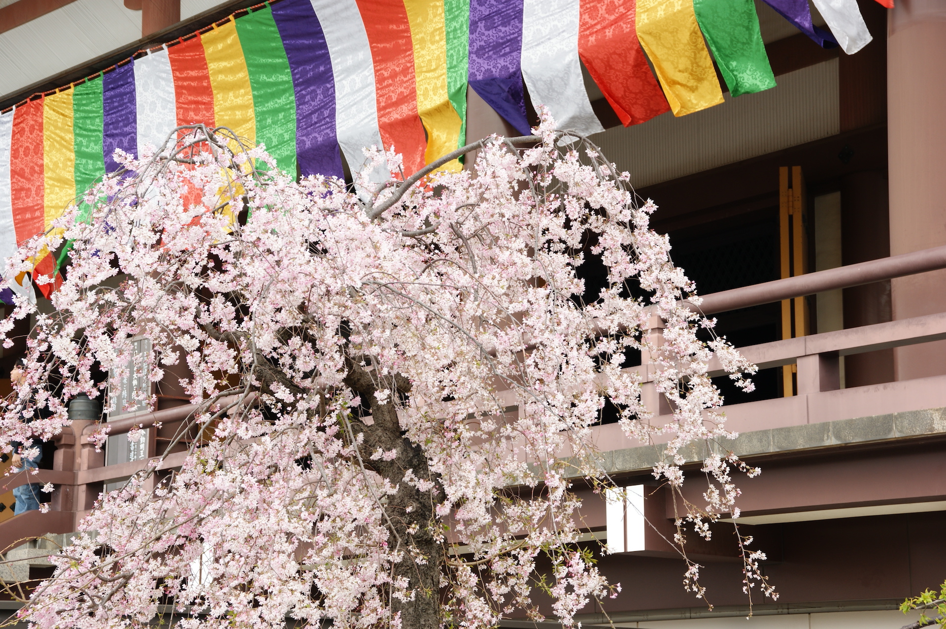 20250406_02_西新井大師_桜