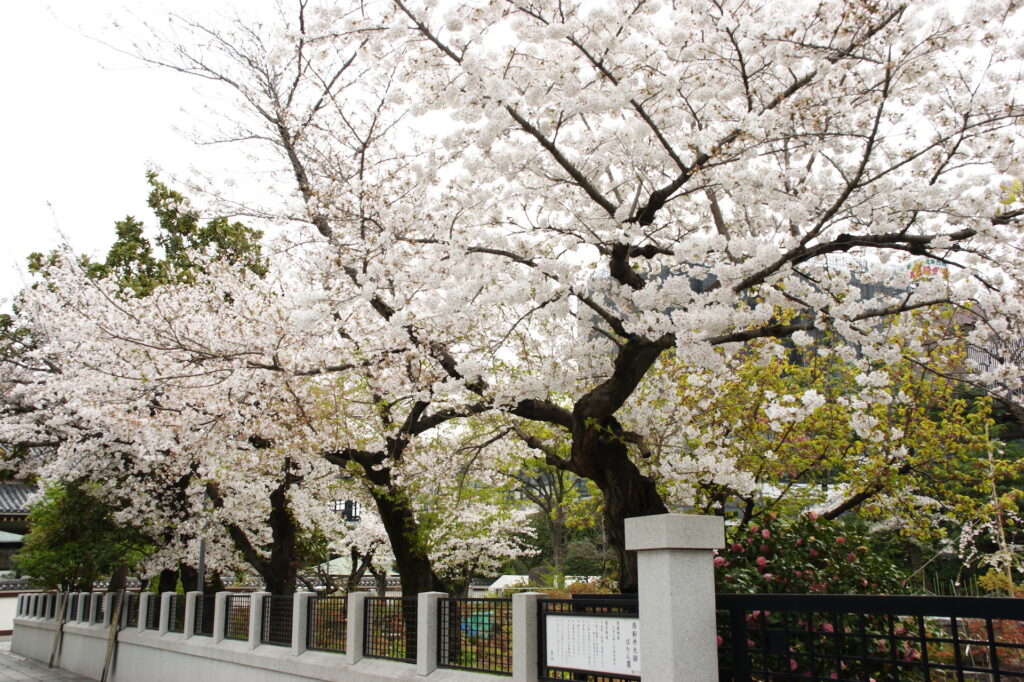 20250406_03_西新井大師_桜