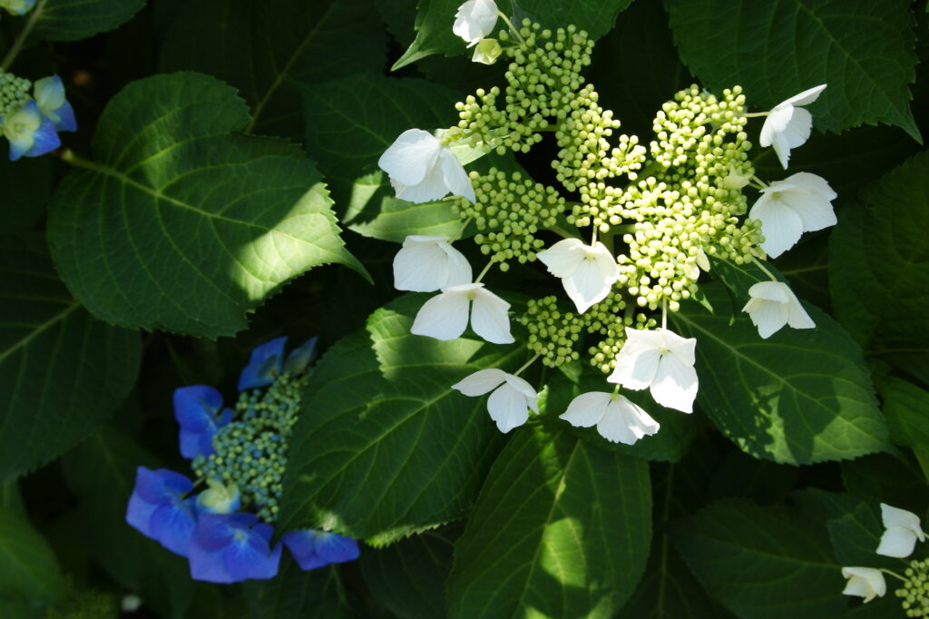 20250607_02_あしかがフラワーパーク_紫陽花