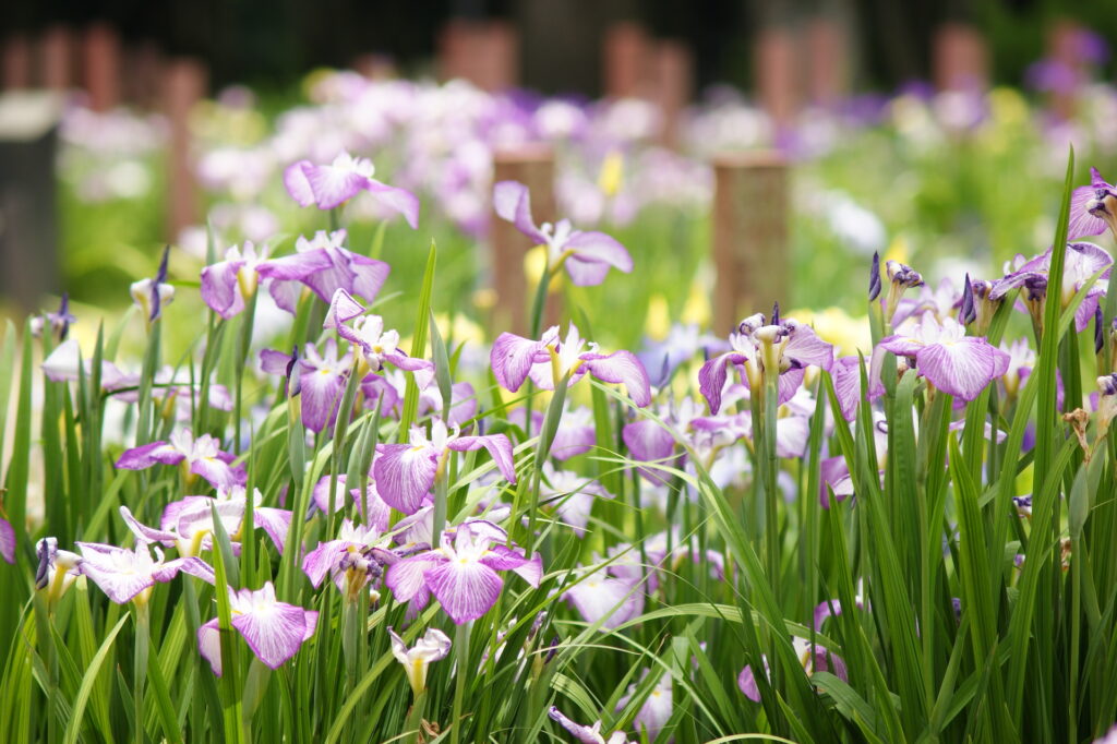 20250607_01_つつじが岡第二公園(館林花菖蒲園)_花菖蒲