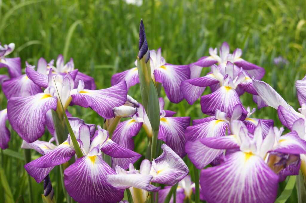 20250607_03_つつじが岡第二公園(館林花菖蒲園)_花菖蒲