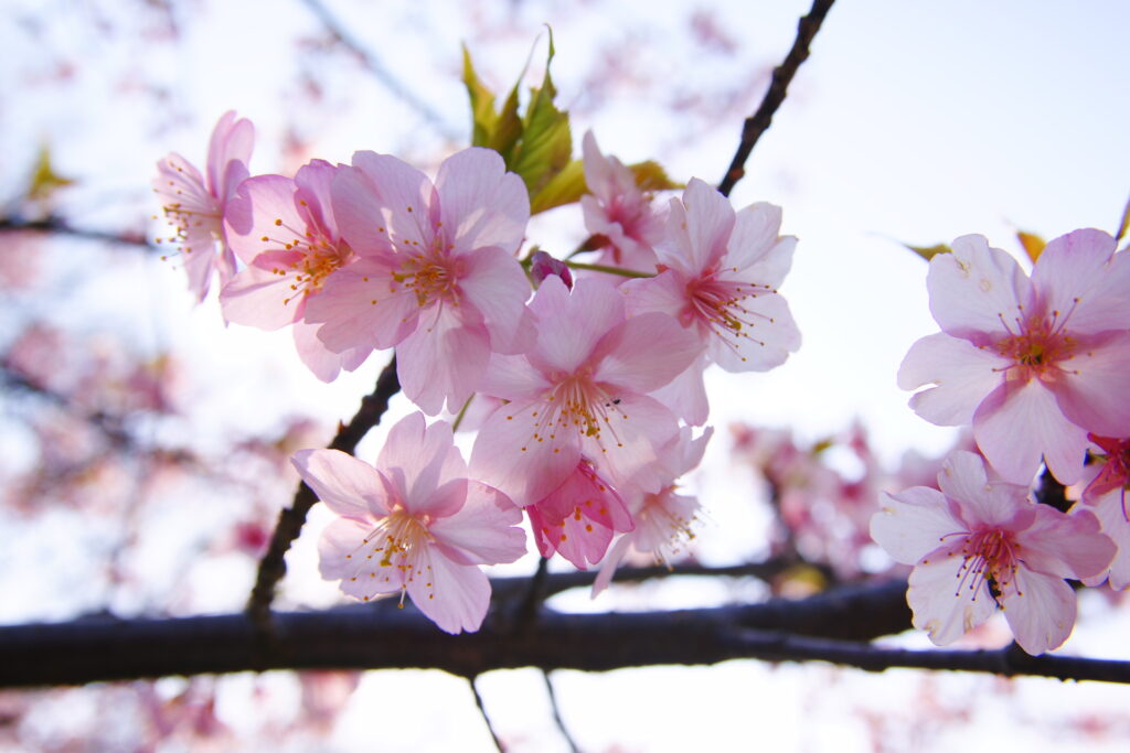 20250323_02_県営権現堂公園_河津桜