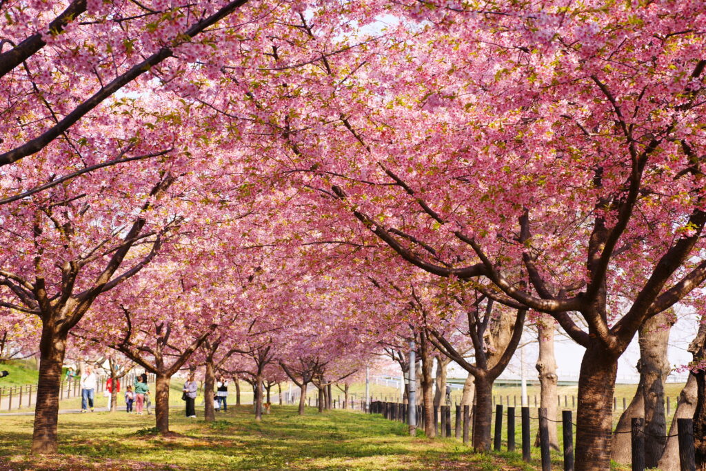 20250323_03_県営権現堂公園_河津桜