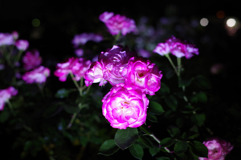 20250516_02_伊奈町制施行記念公園_春薔薇
