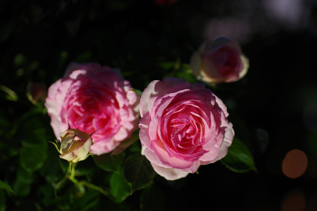 20250514_02_あしかがフラワーパーク_春薔薇