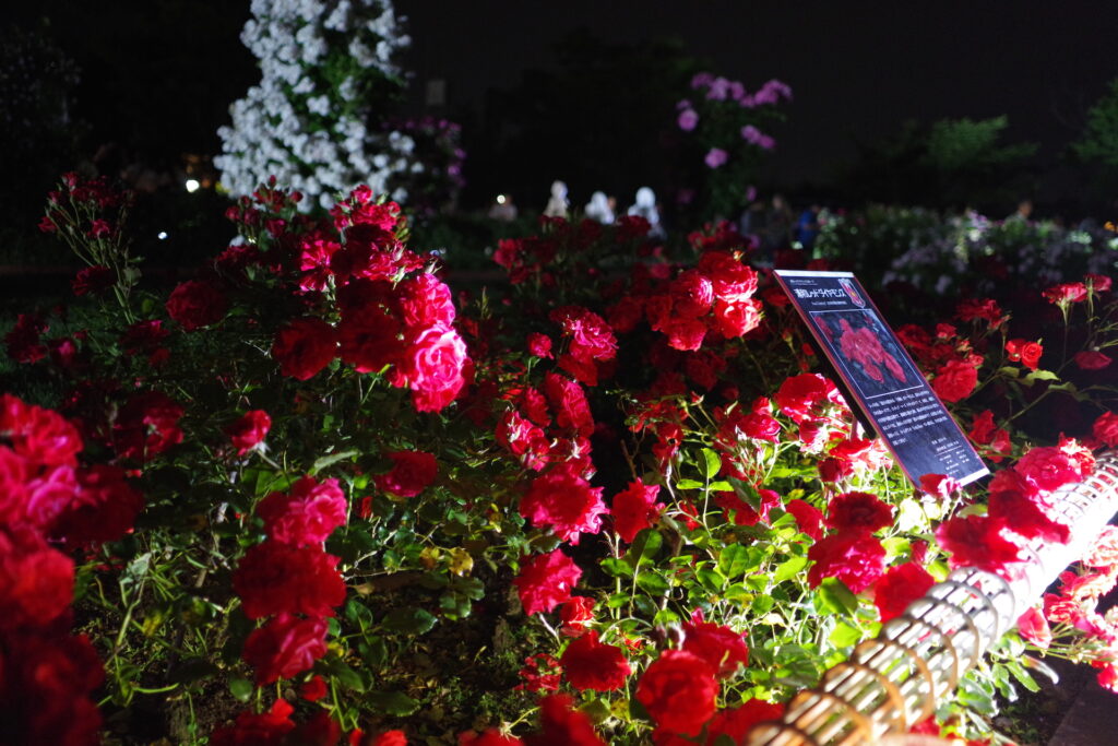 20250516_03_伊奈町制施行記念公園_春薔薇