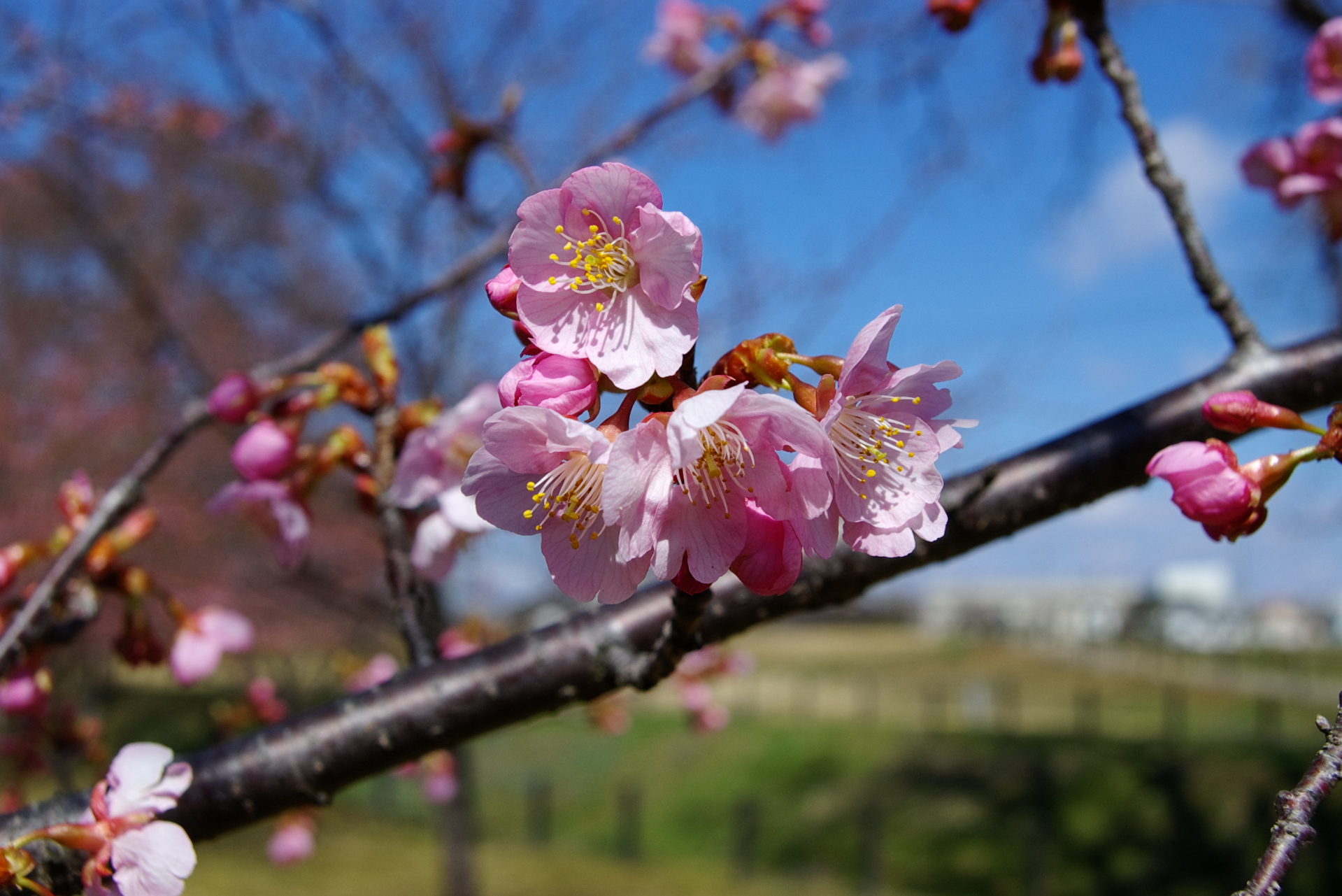 20250309_01_県営権現堂公園_河津桜