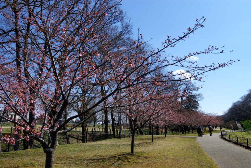 20250309_02_県営権現堂公園_河津桜