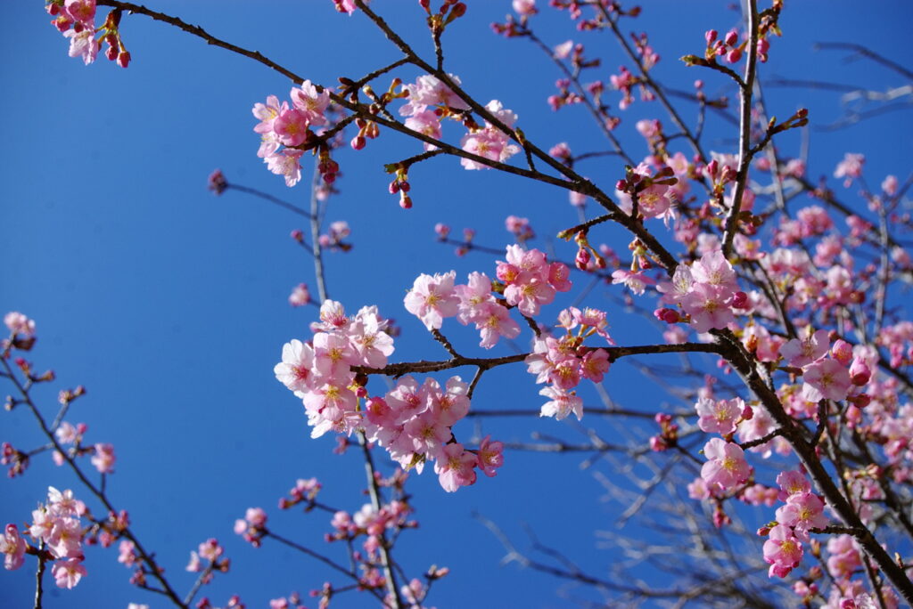 20250309_03_県営権現堂公園_河津桜