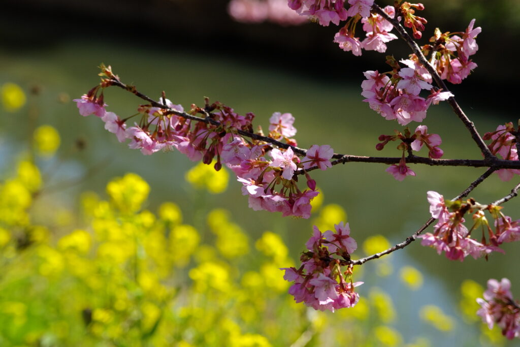 20250309_01_青毛堀川_河津桜&菜の花