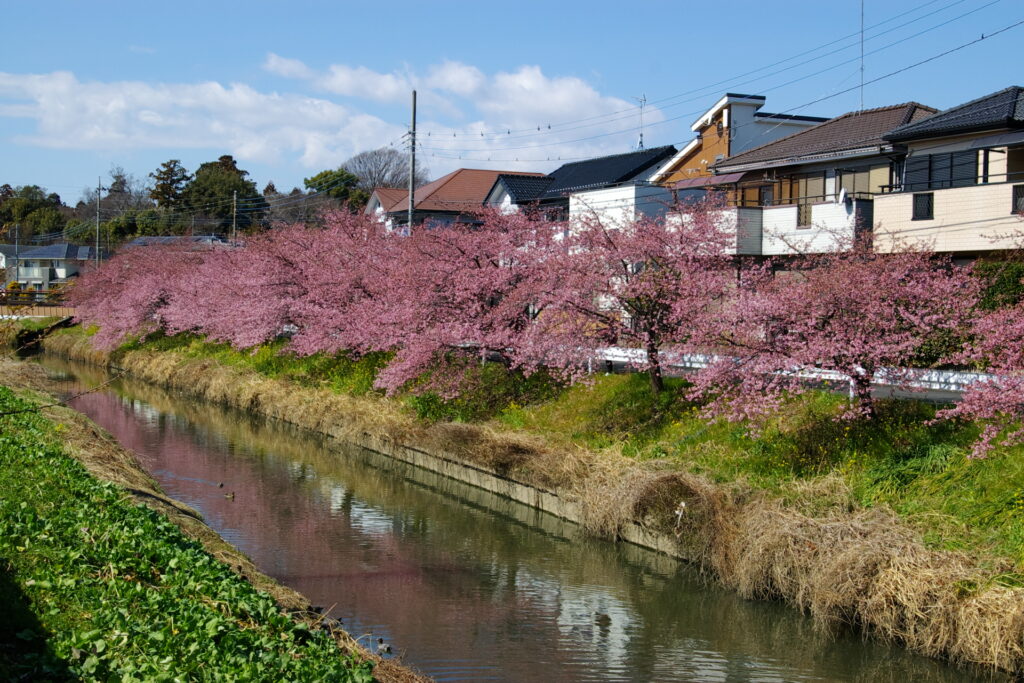 20250309_02_青毛堀川_河津桜