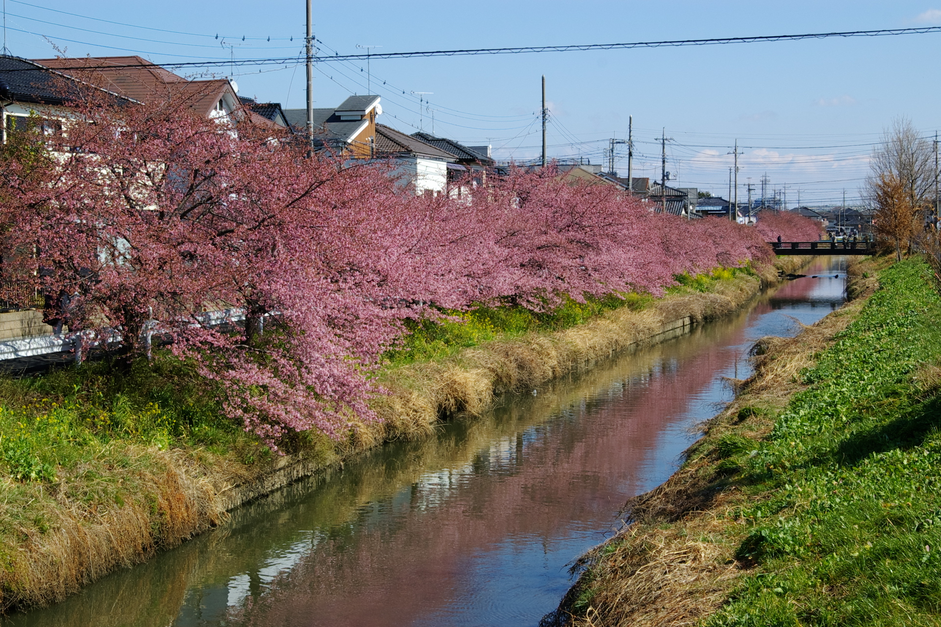 20250309_03_青毛堀川_河津桜