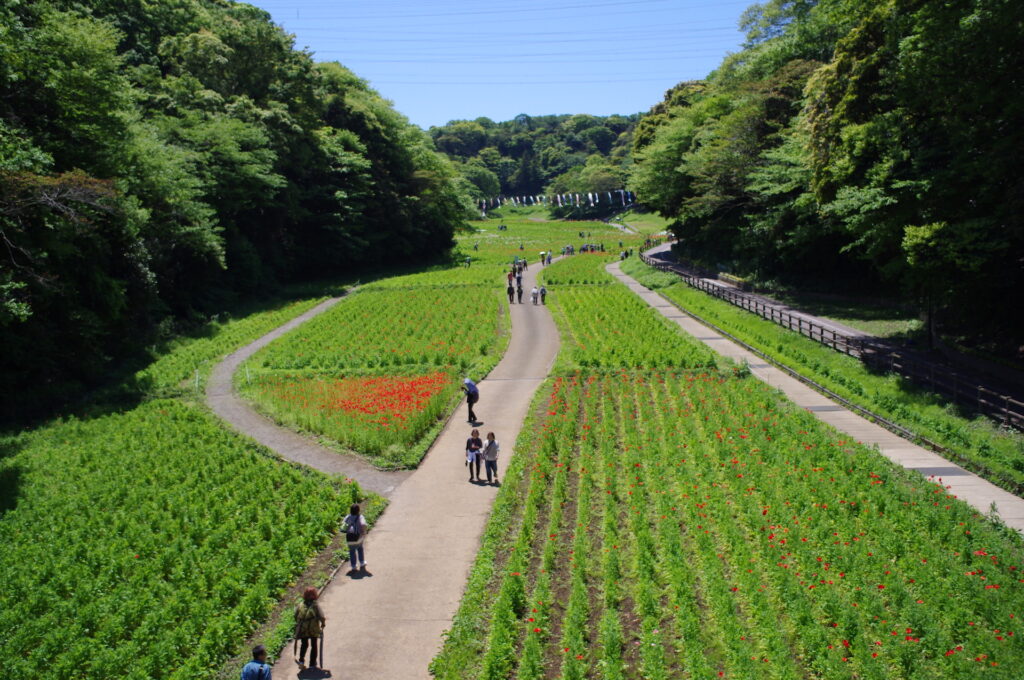 20250429_01_くりはま花の国_ポピー